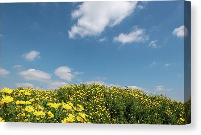 Flower Field Canvas Print featuring the photograph Field with yellow marguerite daisy blooming flowers against and blue cloudy sky. Spring landscape nature background by Michalakis Ppalis