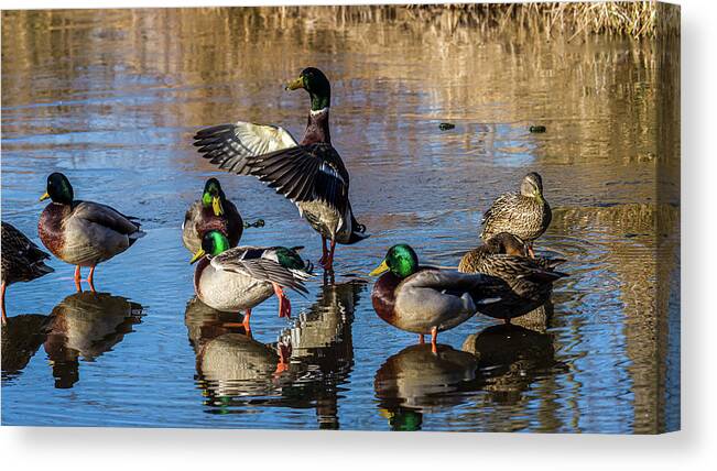 Birds Canvas Print featuring the photograph Flaping Our Wings - Mallard Ducks by Louis Dallara