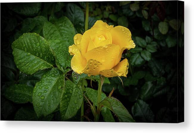 Rose Canvas Print featuring the photograph Fresh Yellow Rose by Stephen Sloan
