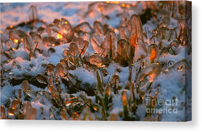 Blades Of Grass Canvas Print featuring the photograph Frozen BuT Beautifully Alive by fototaker Tony