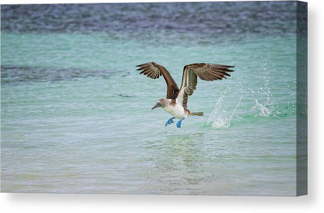 Galapagos Canvas Print featuring the photograph Galapagos Blue Footed Booby Takeoff III by Joan Carroll