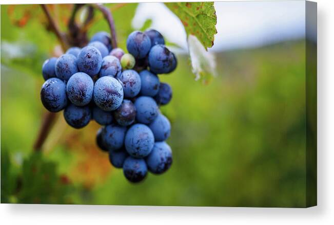 Agriculture Canvas Print featuring the photograph Grapes on the vine by Robert Miller