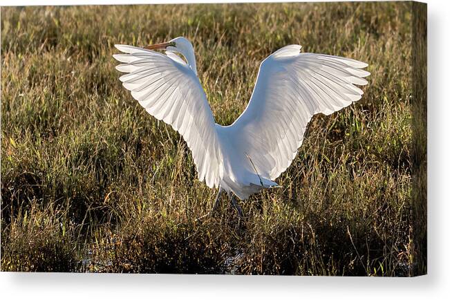 Great Egrets Canvas Print featuring the photograph Great Egrets 2372-111221 by Tam Ryan