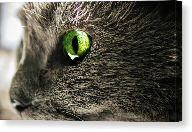  Canvas Print featuring the photograph Green Cats Eye by Nicole Engstrom