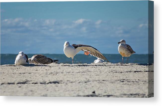 Sea Canvas Print featuring the photograph Gull Yoga by Steven Nelson