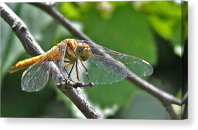 Insect Canvas Print featuring the photograph Happy Dragonfly by Carol Jorgensen
