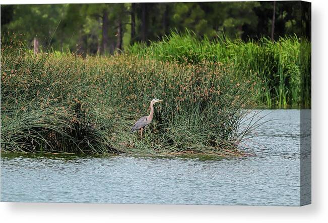 Heron Canvas Print featuring the photograph Majestic by Laura Putman
