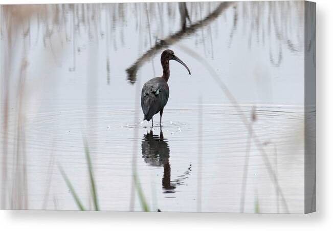 Tranquility Canvas Print featuring the photograph High angle view of bird by Stanislav Tcolov / FOAP