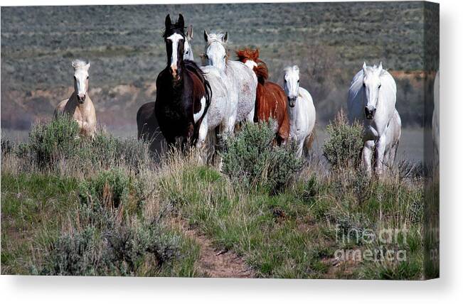 Running Horses Canvas Print featuring the photograph Hoofbeats by Jim Garrison