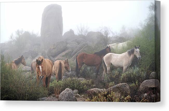 Stallion Canvas Print featuring the photograph Huddled Band. by Paul Martin