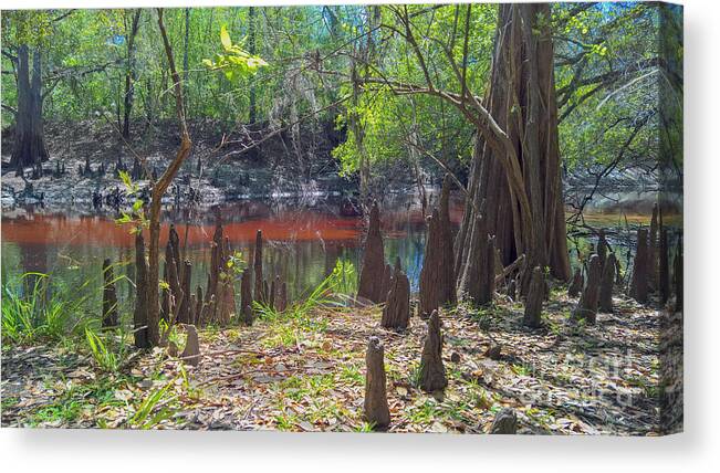 Cypress Swamp Canvas Print featuring the photograph In a Cypress Swamp by L Bosco