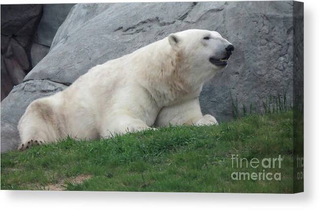 Wildlife Canvas Print featuring the photograph Keen Sense by Mary Mikawoz
