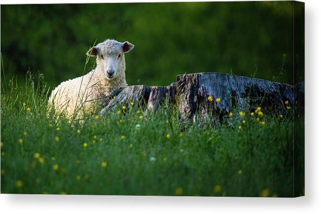 Lamb Canvas Print featuring the photograph Lamb in a Meadow by Rachel Morrison