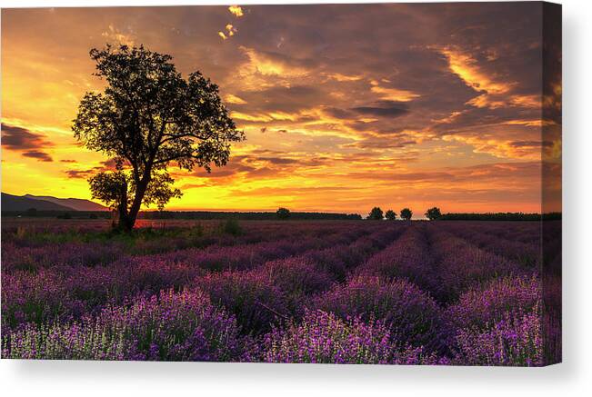 Bulgaria Canvas Print featuring the photograph Lavender Sunrise by Evgeni Dinev