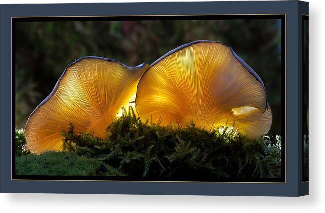 Mushrooms Canvas Print featuring the photograph Magnificent Mushrooms by Nancy Ayanna Wyatt