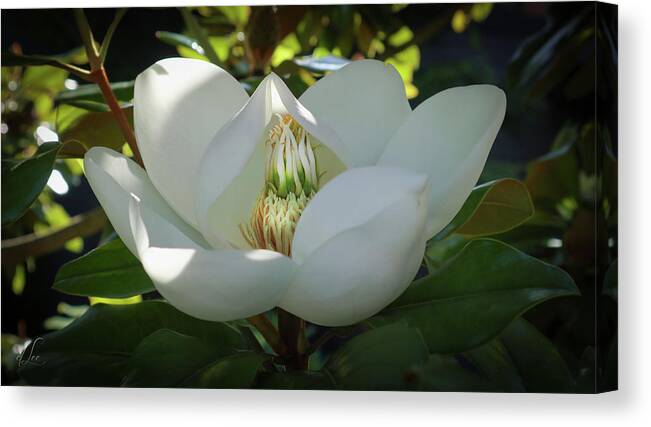 Majestic Canvas Print featuring the photograph Majestic Magnolia Opening by D Lee