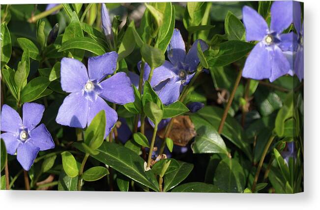 Ground Cover Canvas Print featuring the photograph Myrtle by Jeffrey Peterson