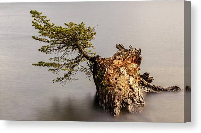 Landscape Canvas Print featuring the photograph New Growth From Fallen Tree by Tony Locke