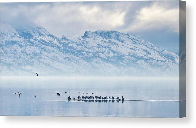 Landscape Canvas Print featuring the photograph Okanagan Lake Gulls by Allan Van Gasbeck