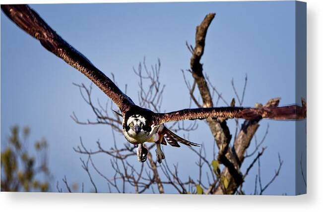 Animal Canvas Print featuring the photograph Osprey Close Up by Ronald Lutz