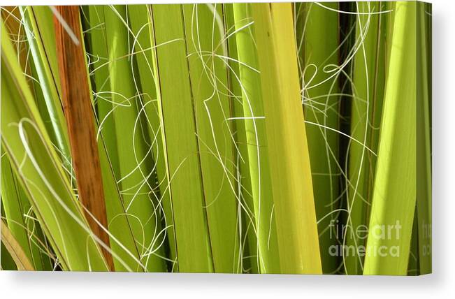 Palm Frond Canvas Print featuring the photograph Palm Frond Series 1-1 by J Doyne Miller
