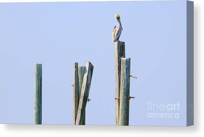 Pelican Canvas Print featuring the photograph Pelican Sitting on Pier Post 3135 by Jack Schultz
