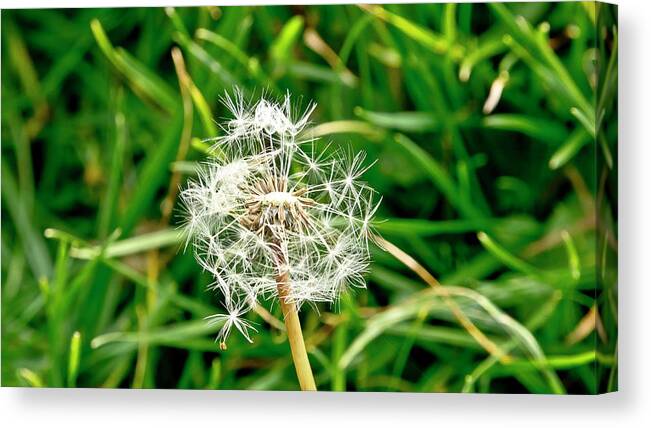 Perseverance Canvas Print featuring the photograph Perseverance of Dandelion by Elena Perelman