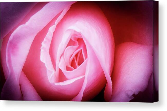 Pink Rose Canvas Print featuring the photograph Pink Rose by David Morehead