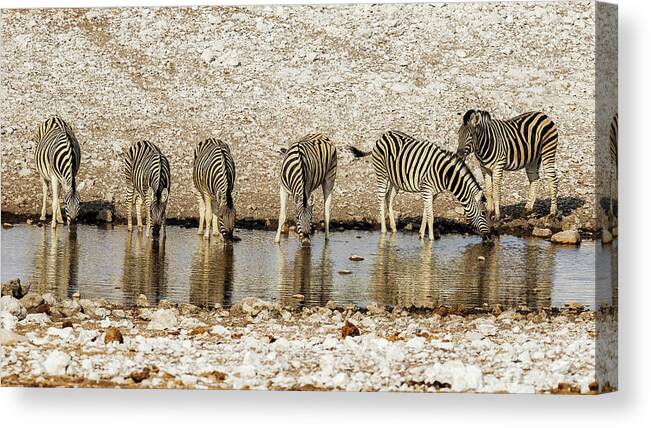 Zebra Canvas Print featuring the photograph Plains Zebras at the Waterhole by Belinda Greb