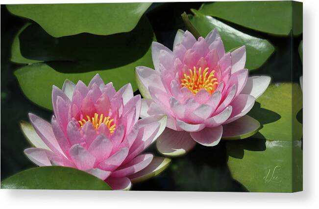 Water Lily Canvas Print featuring the photograph Pretty Pink Water Lilies by D Lee
