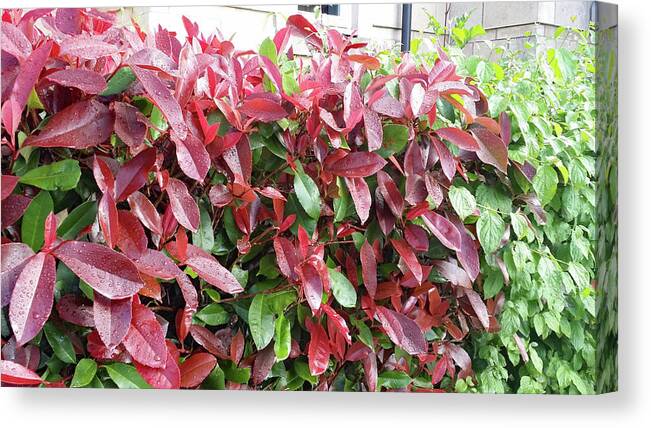 Plant Images Canvas Print featuring the painting Red Leaves in Cornwall by Roxy Rich