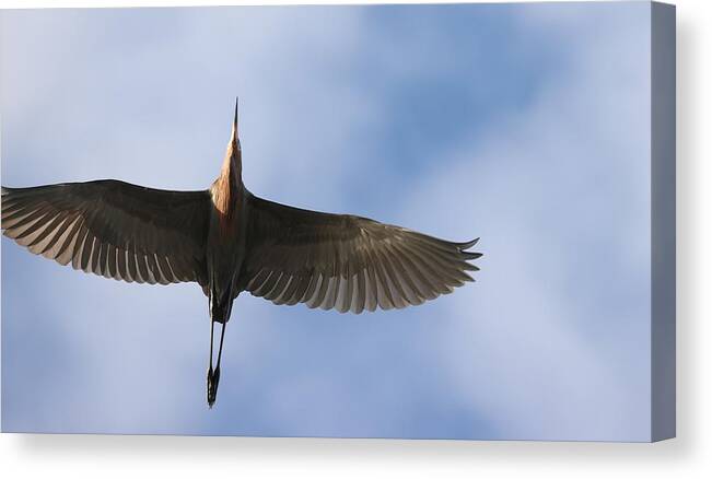Reddish Egret Canvas Print featuring the photograph Reddish Egret in Flight by Mingming Jiang