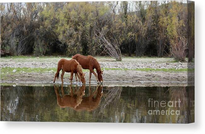 Horses Canvas Print featuring the photograph Reflections of the Wild Ones by Kate Purdy