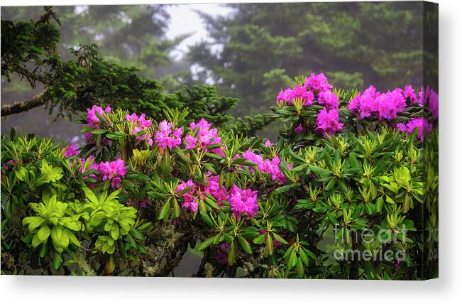 Rhododendron Canvas Print featuring the photograph Rhododendrons in Bloom II by Shelia Hunt