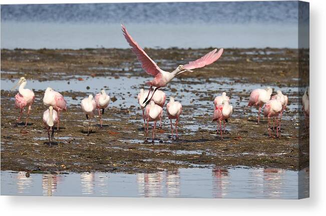 Roseate Spoonbill Canvas Print featuring the photograph Roseate Spoonbills Gather Together 2 by Mingming Jiang