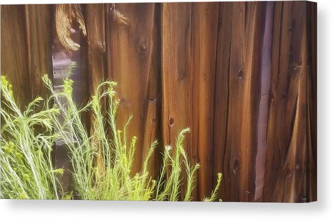 Wood Canvas Print featuring the photograph Rustic Old Barn Wood in Bodie by Rebecca Herranen