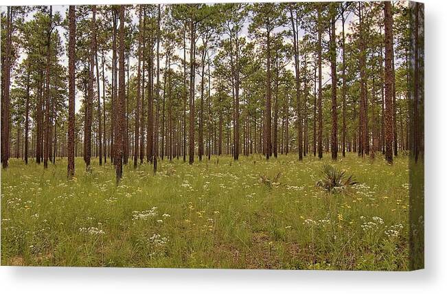 Sandhill Canvas Print featuring the photograph Sandhill Wildflowers by Paul Rebmann
