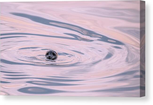 Loree Johnson Photography Canvas Print featuring the photograph Seal Swirl by Loree Johnson