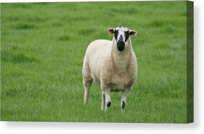 Grass Canvas Print featuring the photograph Sheep with ear tags in the English countryside by Kim MacKay