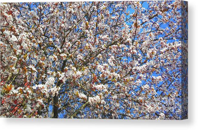 Floral Canvas Print featuring the photograph Spring As Rhapsody by Jasna Dragun