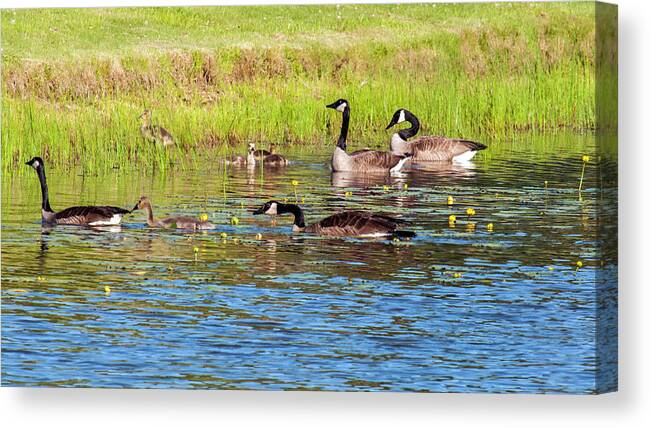 Geese Canvas Print featuring the photograph Springtime At The Pond by Cathy Kovarik