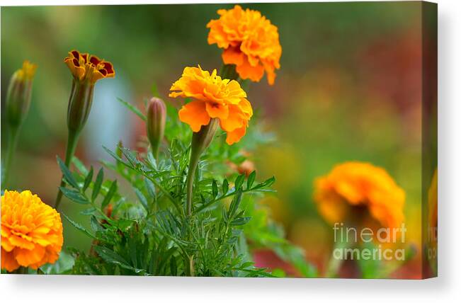 Spring Canvas Print featuring the photograph Springtime orange marigold flowers macro closeup by Milleflore Images