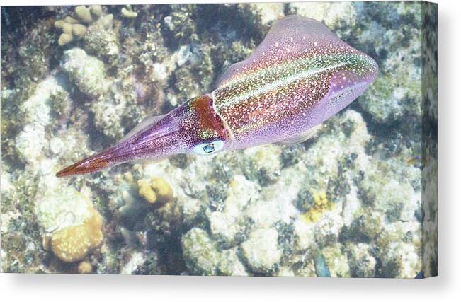 Squid Canvas Print featuring the photograph Squid Pro Quo by Lynne Browne