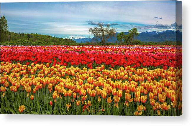 Alex Lyubar Canvas Print featuring the photograph Sunny colorful tulip fields by Alex Lyubar