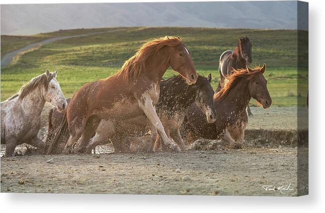 Stallion Canvas Print featuring the photograph Sunrise at the Waterhole. by Paul Martin