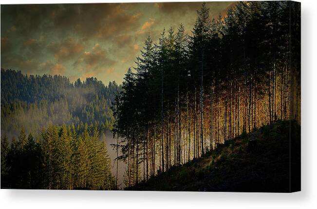 Oregon Coastal Forest Canvas Print featuring the photograph Sunrise Tree Line by Bill Posner