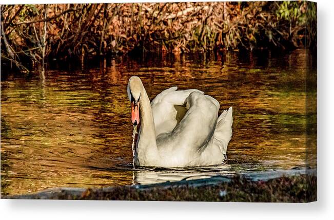 Swan Canvas Print featuring the photograph Swan in Autumn by Cathy Kovarik