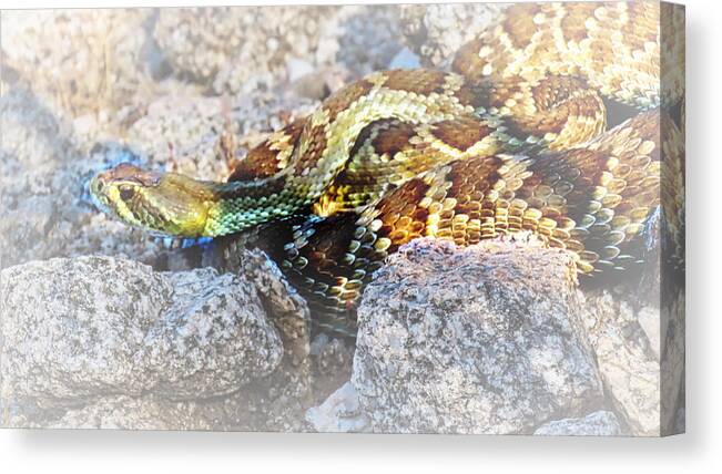 Affordable Canvas Print featuring the photograph Sweet Honey in the Rock by Judy Kennedy