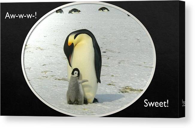 Penguins Canvas Print featuring the photograph Sweet Penguins by Nancy Ayanna Wyatt