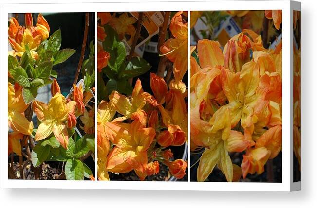 Rhododendron Canvas Print featuring the photograph Tangerine Rhododendron by Nancy Ayanna Wyatt